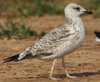 Larus armenicus
